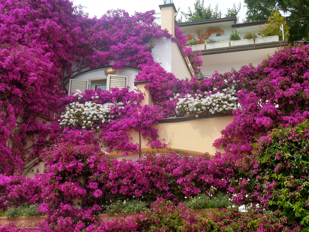 Bougainvillea Wisteria And Balconies Oh My Grand Voyage Italy